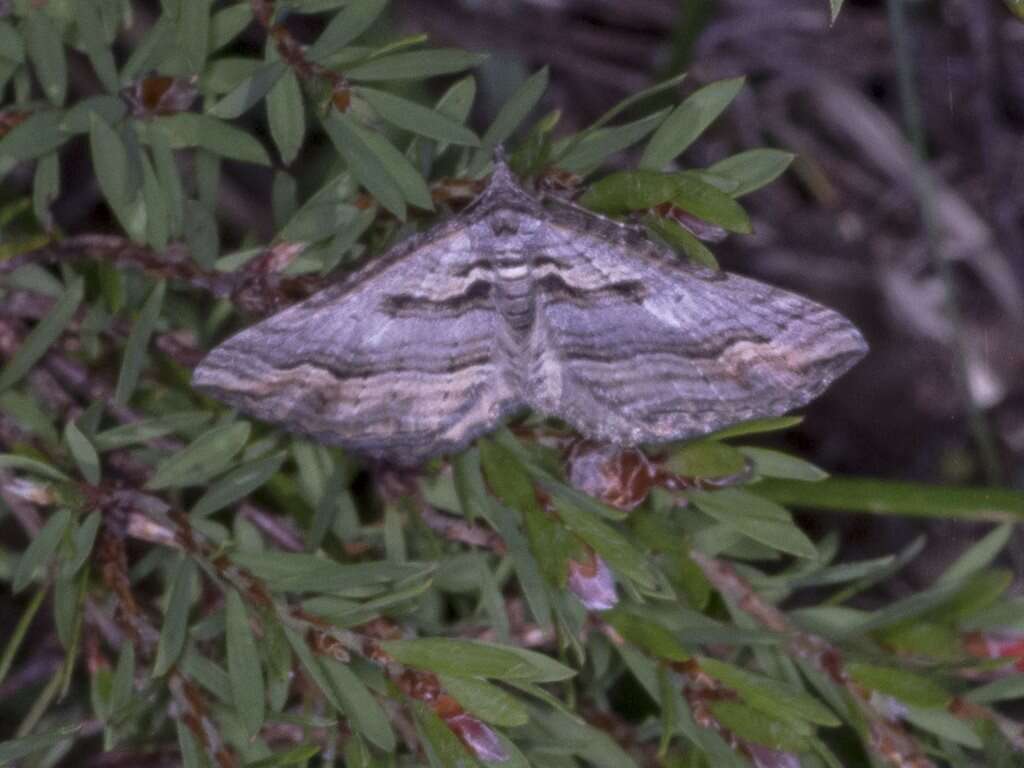 Image of Melitulias oriadelpha Turner 1926