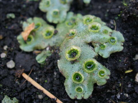 Image of common liverwort