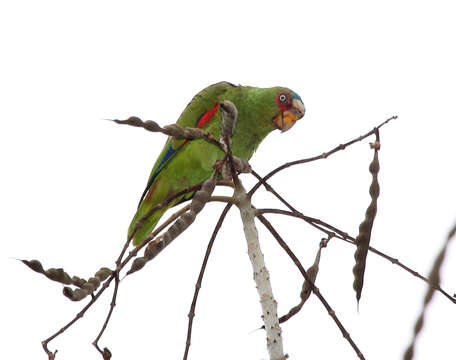 Image of White-fronted Amazon