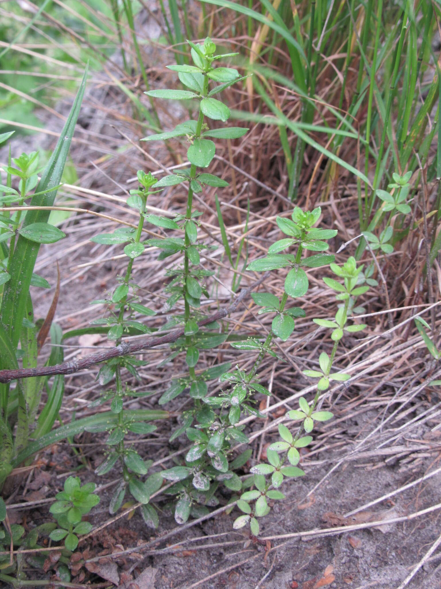 Image of Cruciata glabra (L.) Opiz