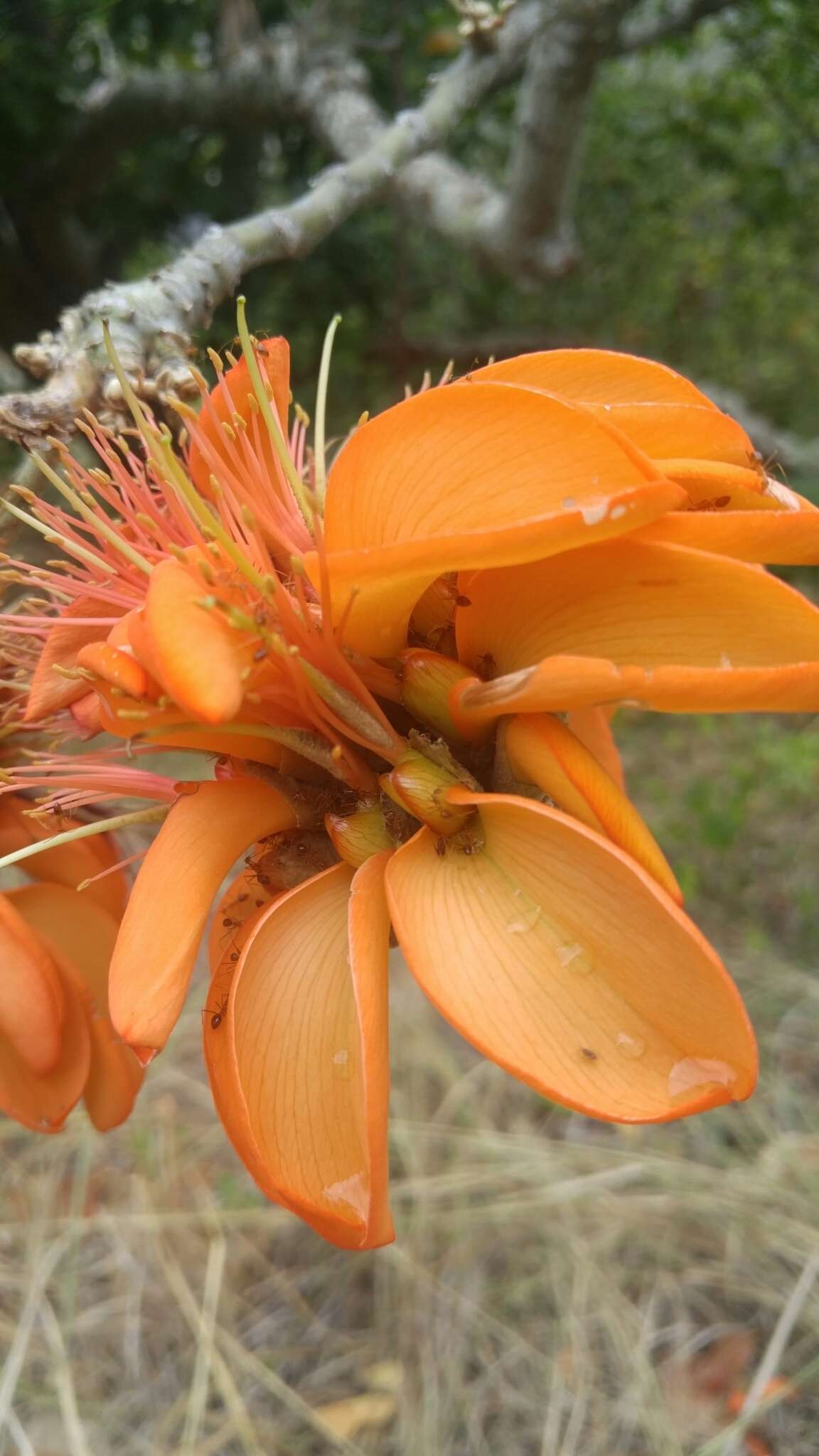 Слика од Erythrina sandwicensis Degener