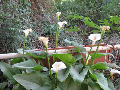 Image of Arum lily