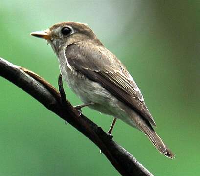 Image of Cyanoptila Blyth 1847