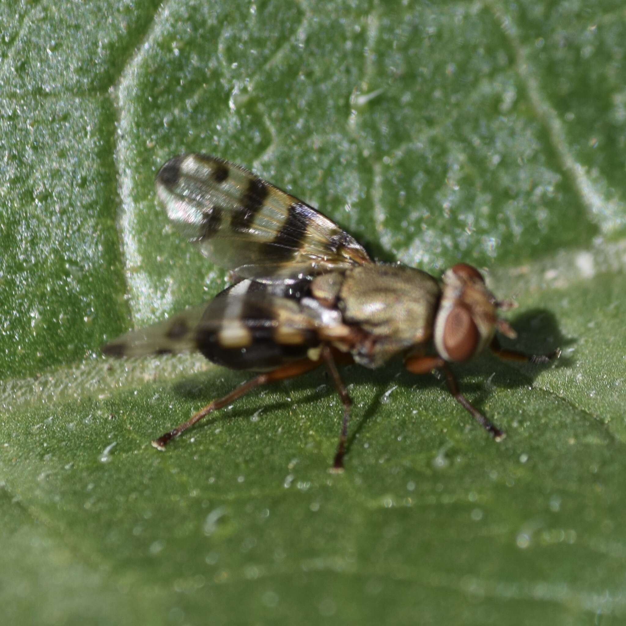 small gold fly, spot on wings, fuzzy abdomen - Chrysopilus modestus 