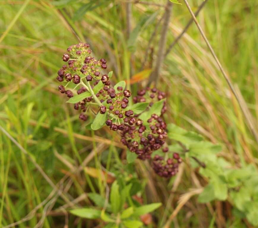 Schizoglossum atropurpureum subsp. atropurpureum的圖片