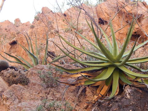 Image of Agave chrysoglossa I. M. Johnst.