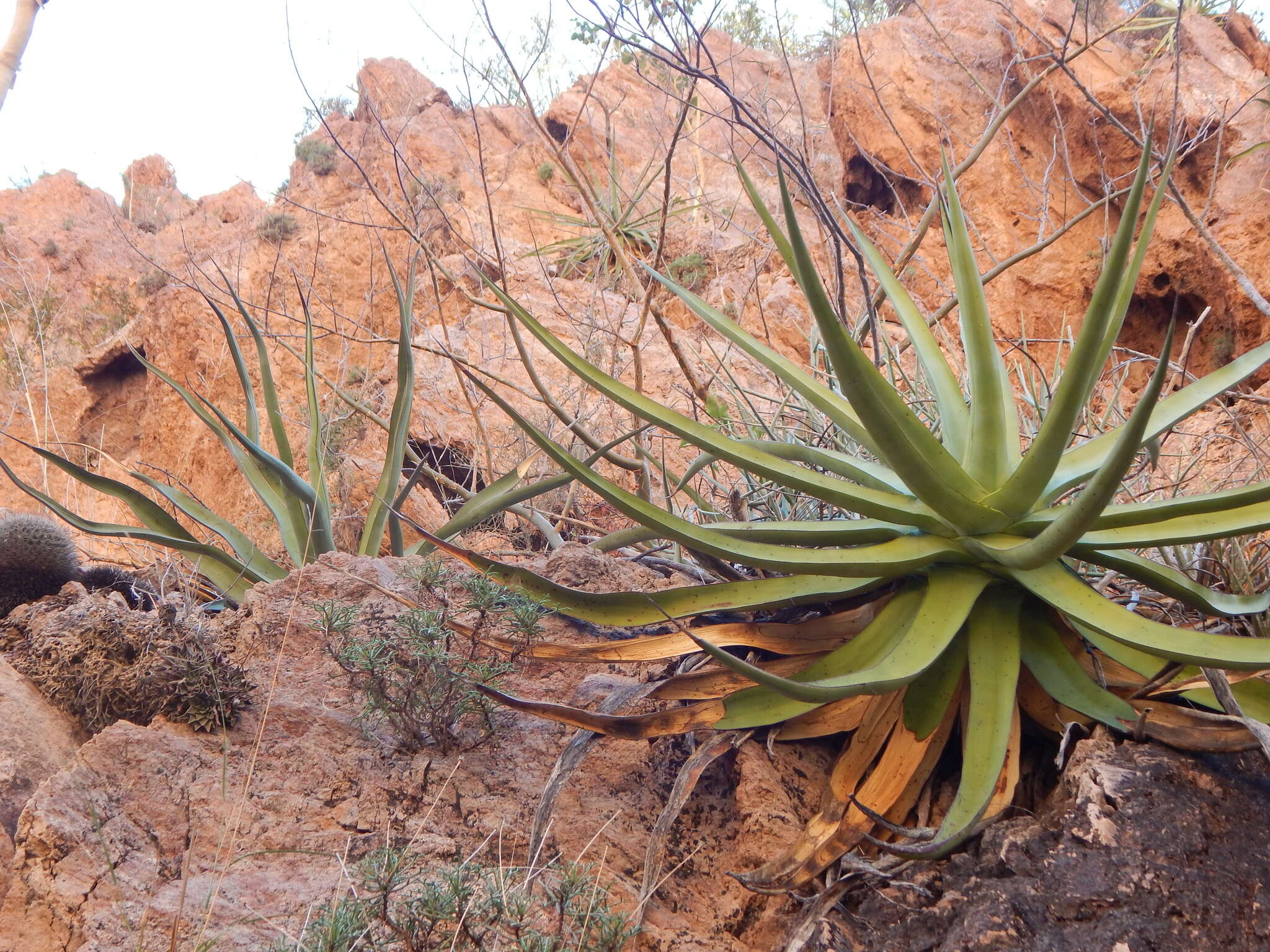 Image de Agave chrysoglossa I. M. Johnst.