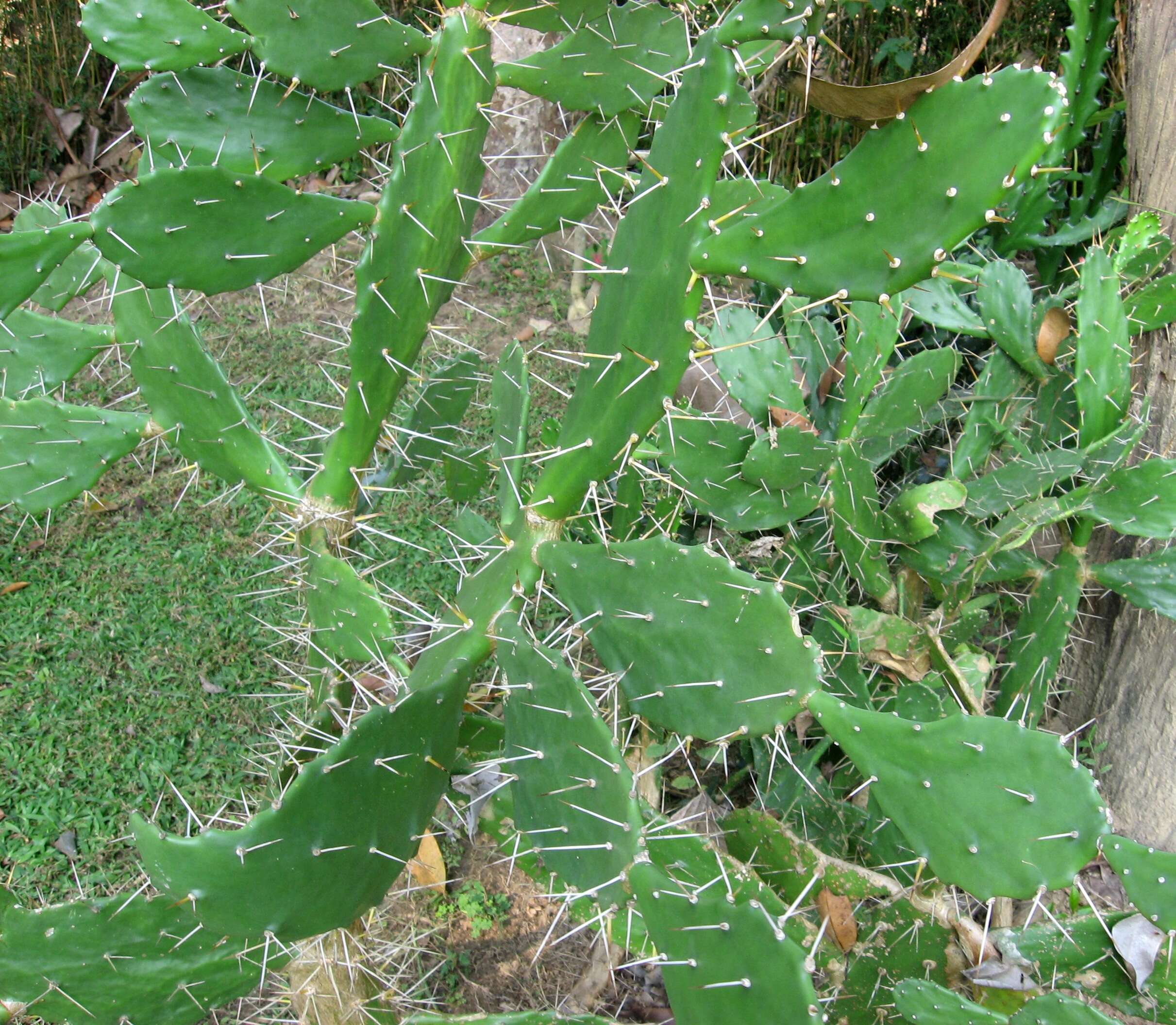 Image of Common Pricklypear