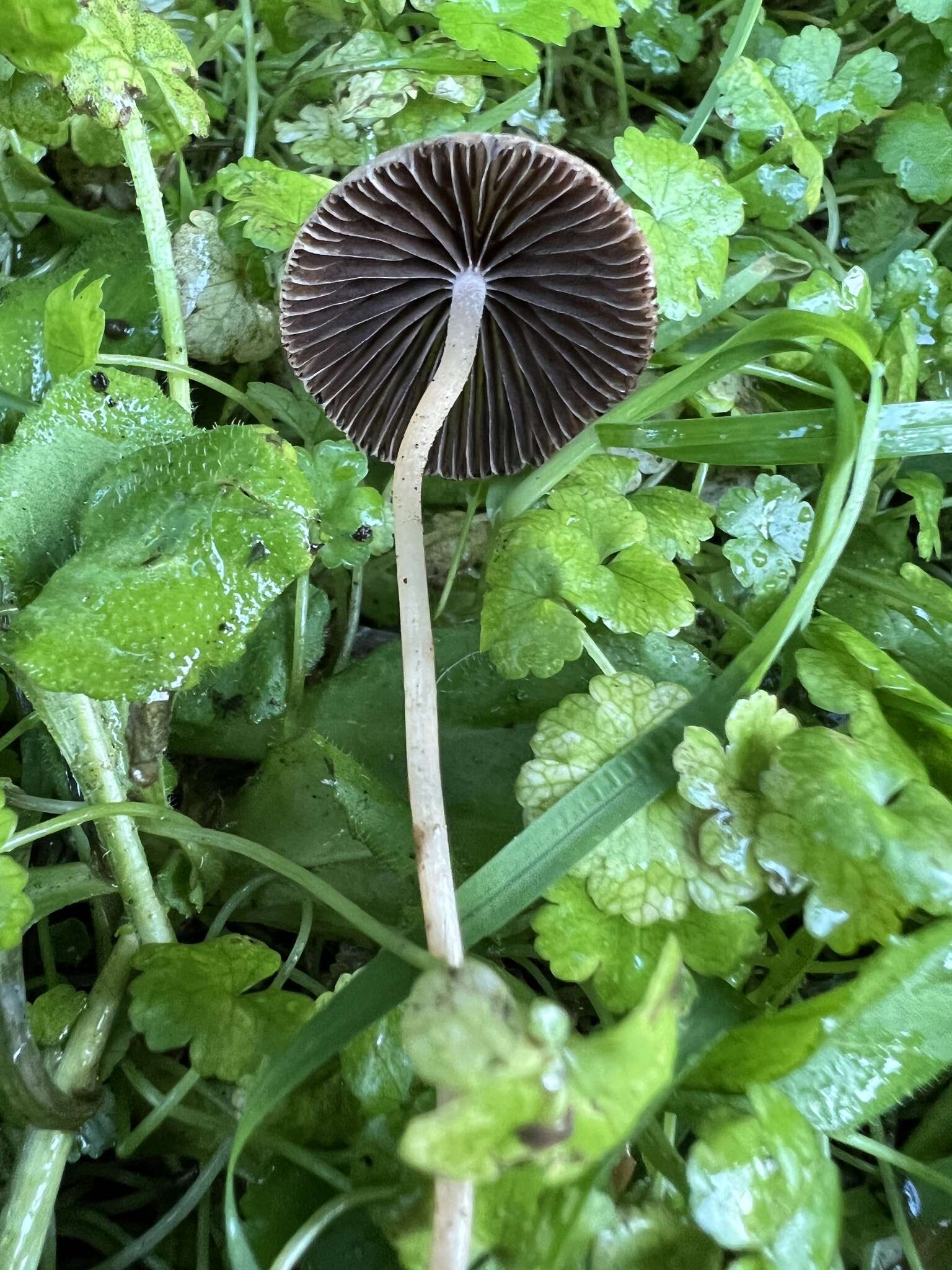 Image de Psathyrella sublatispora Örstadius, S. Å. Hanson & E. Larss. 2015