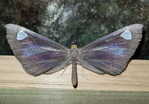 Image of Macrosoma lucivittata Walker 1863