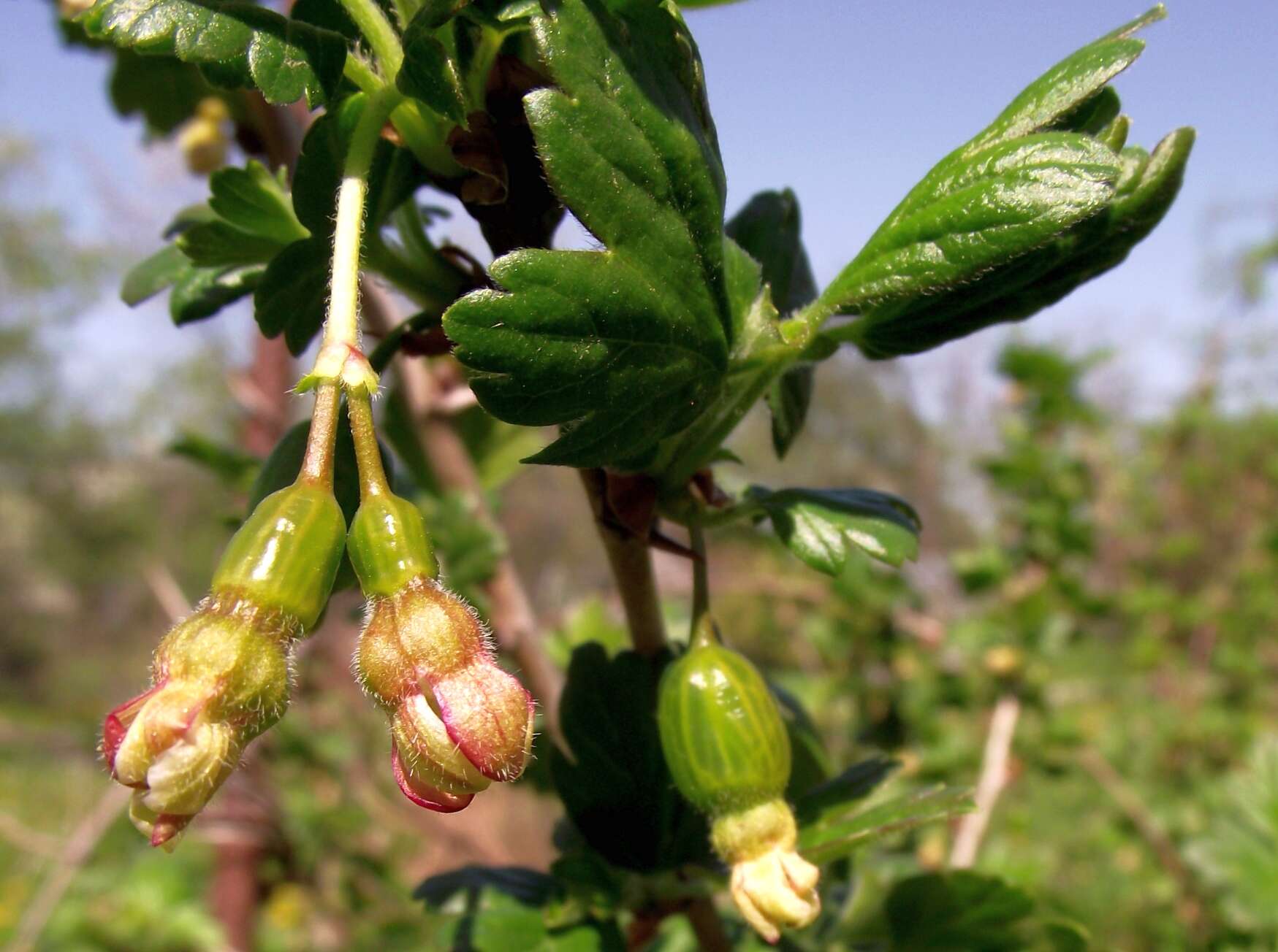 Image of European gooseberry