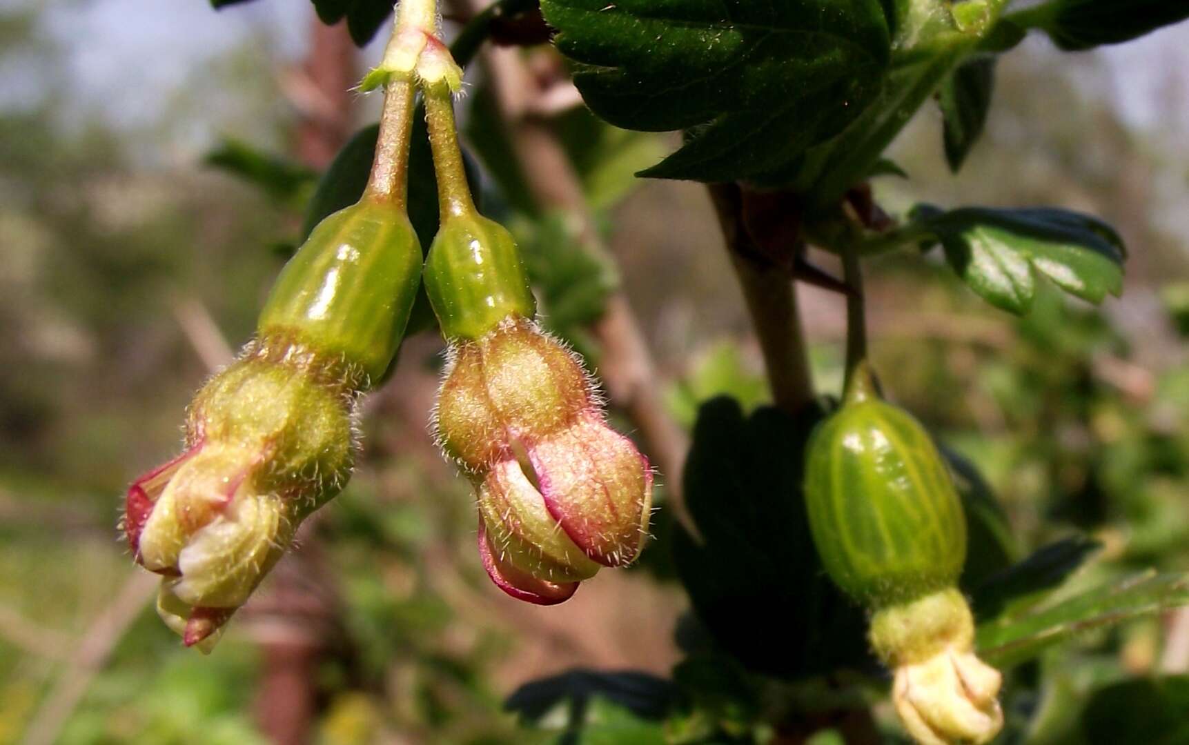 Image of European gooseberry