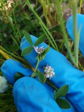 Image of woolly clover