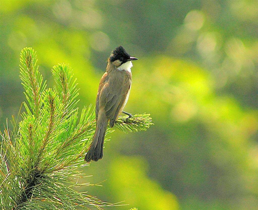 Image of Brown-breasted Bulbul