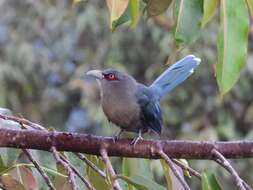 Image of Black-bellied Malkoha