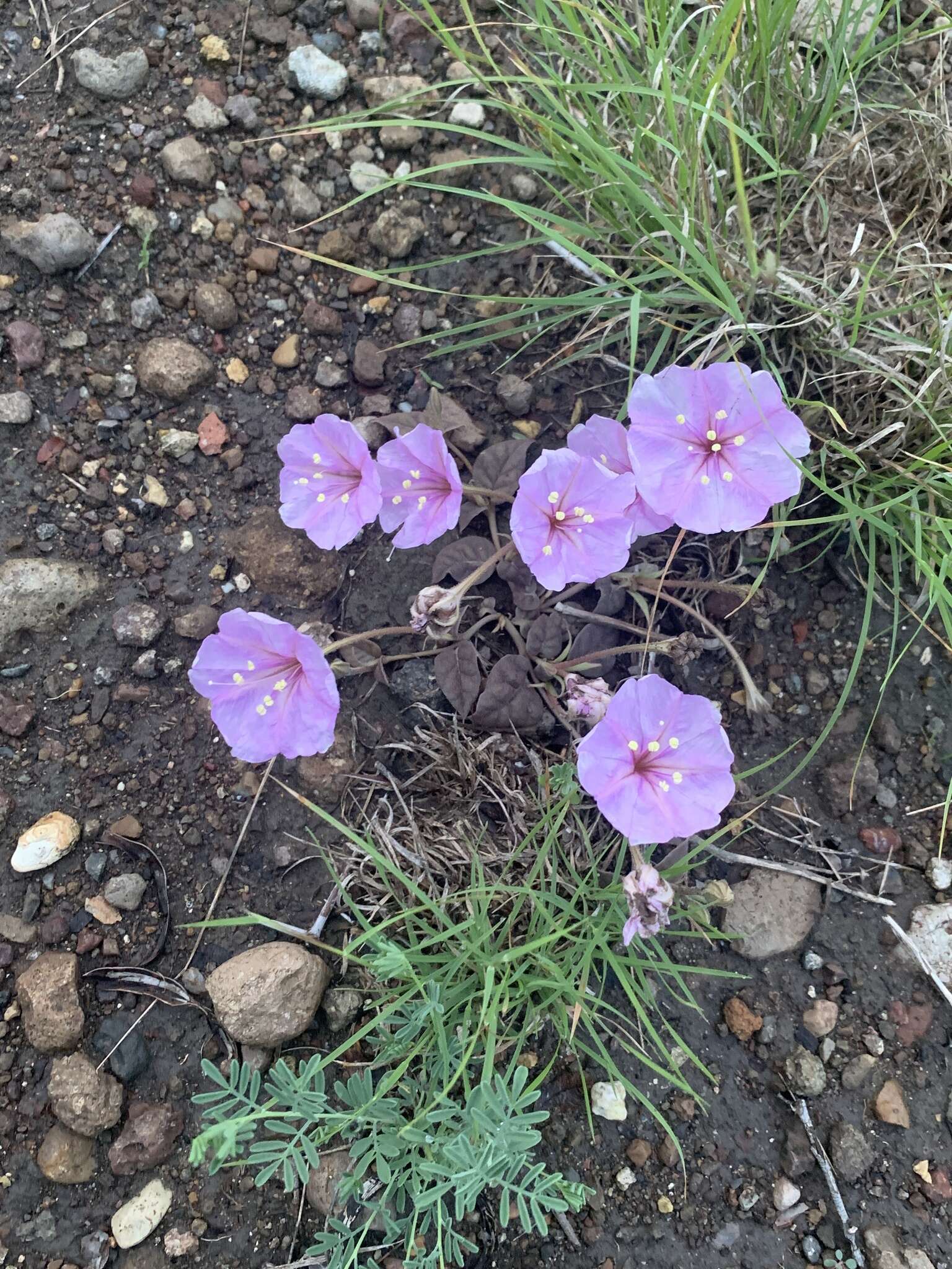 Acleisanthes anisophylla A. Gray resmi