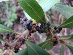 Image of Lance-leaved waxberry