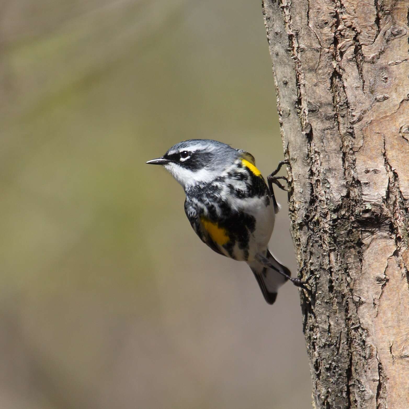 Image of Myrtle Warbler