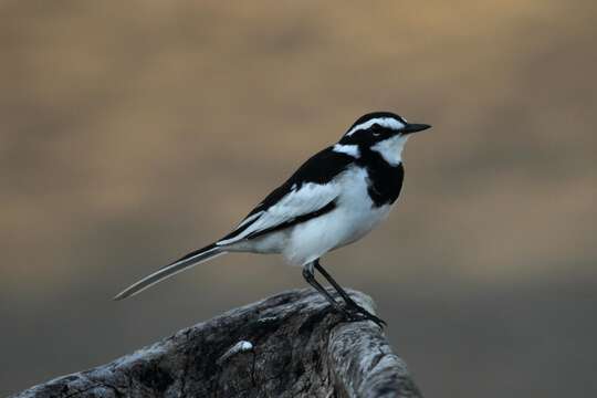 Image of African Pied Wagtail