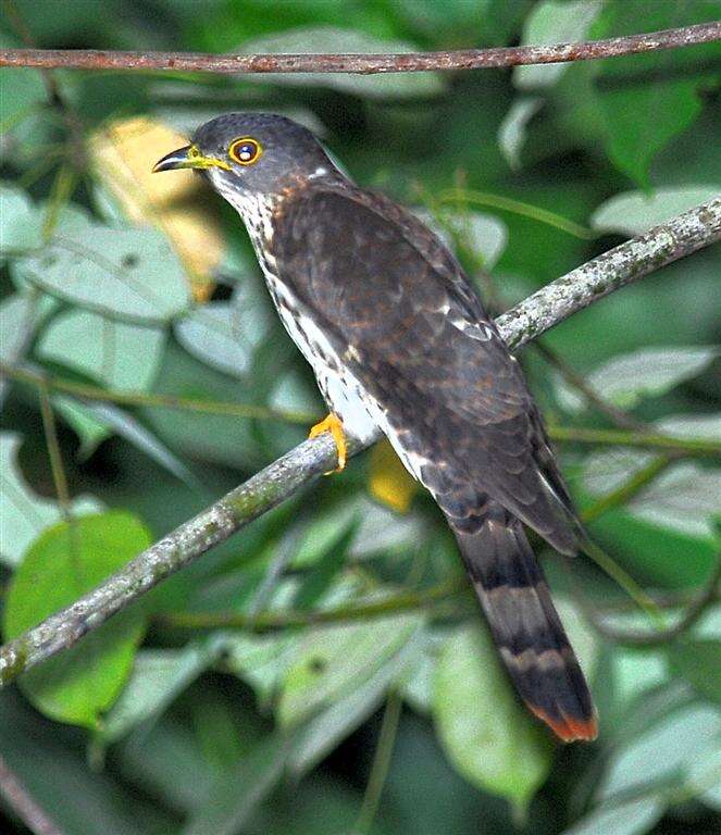 Image of Hodgson's Hawk-cuckoo