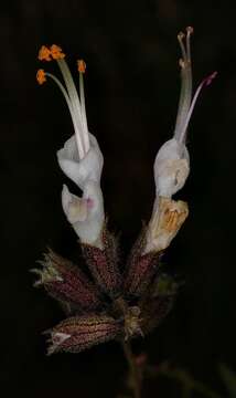 صورة Syncolostemon parviflorus E. Mey. ex Benth.