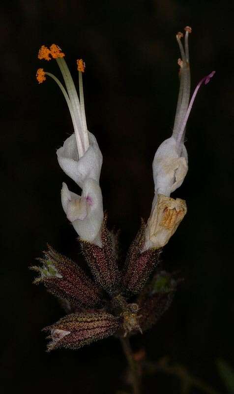 Image of Syncolostemon parviflorus var. lanceolatus (Gürke) Codd