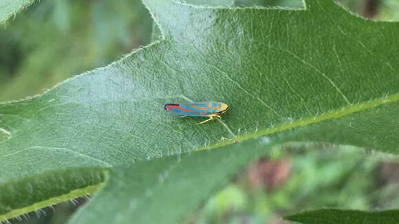 Image of Red-banded Leafhopper