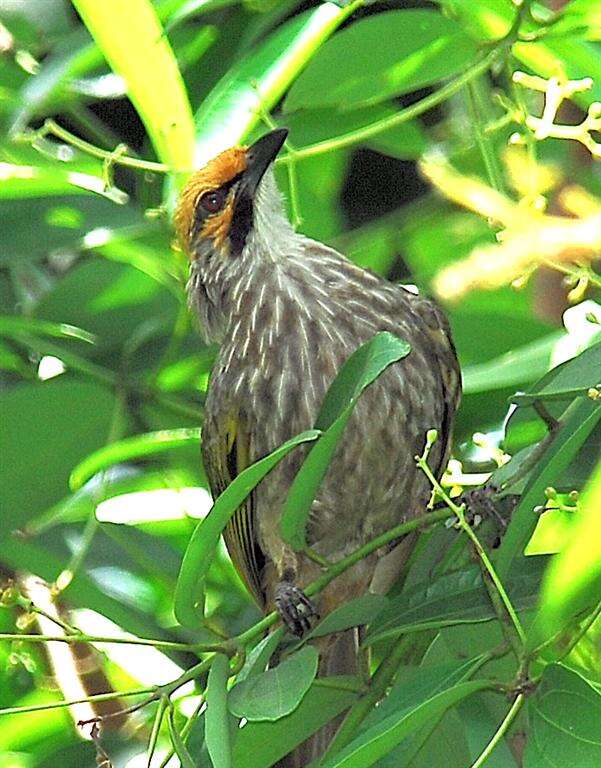 Image of Straw-crowned Bulbul