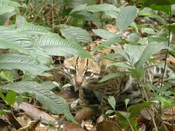 Image of Ocelot