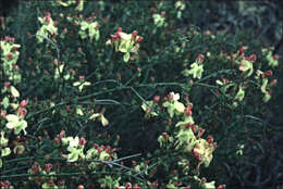 Image of Yellow Leschenaultia