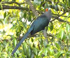 Image of Chestnut-bellied Malkoha