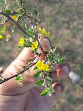 Image of Crotalaria filipes Benth.