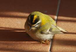 Image of Common Firecrest