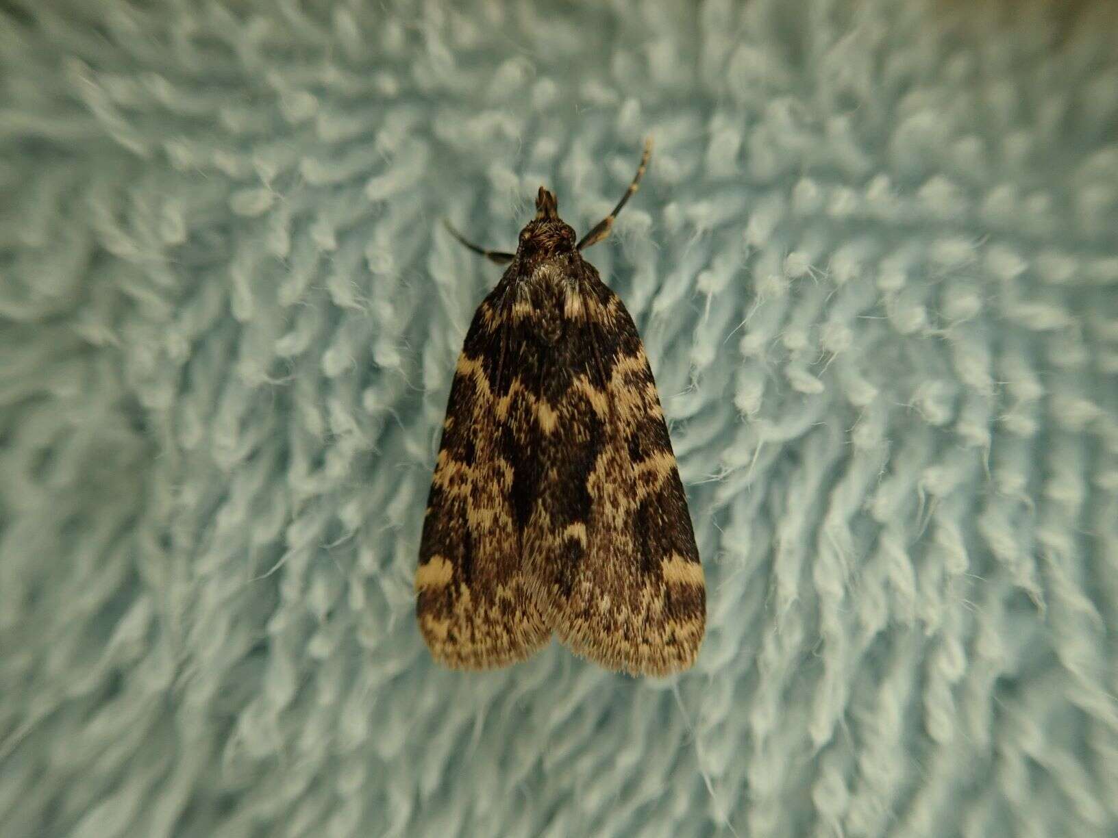 Image of Meal Moth