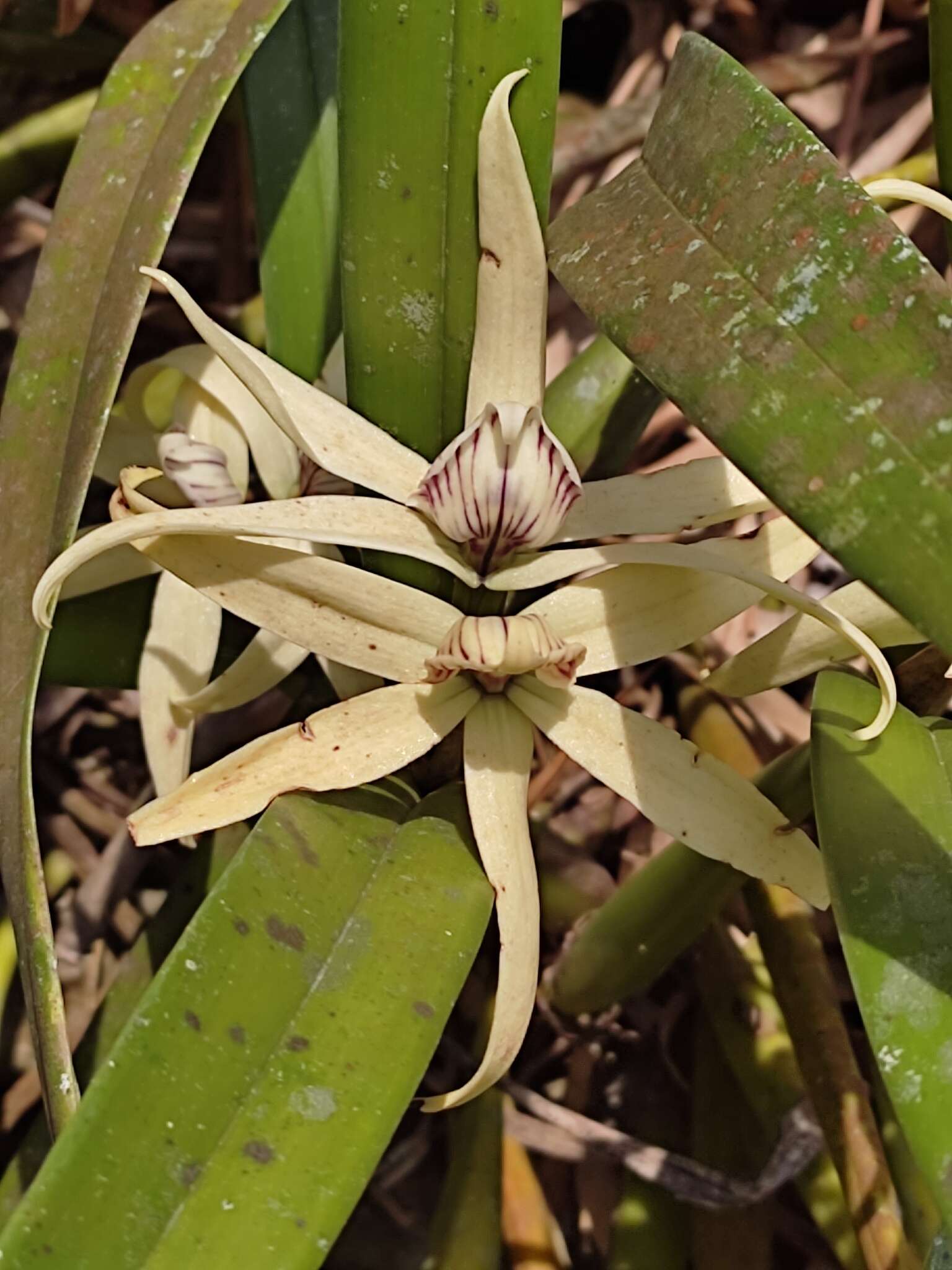 Imagem de Prosthechea baculus (Rchb. fil.) W. E. Higgins