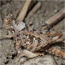 Image of Saussure's Desert Grasshopper