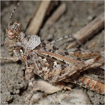 Image of Derotmema saussureanum Scudder & S. H. 1900