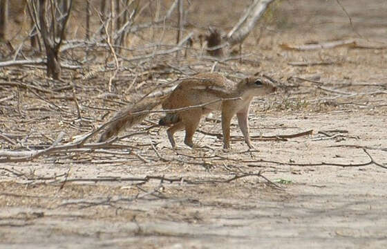 Image of squirrels, dormice, and relatives