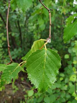 Betula ermanii var. lanata Regel resmi