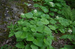 Image of Valeriana alliariifolia var. tiliifolia (Troitzk.) V. Avet.