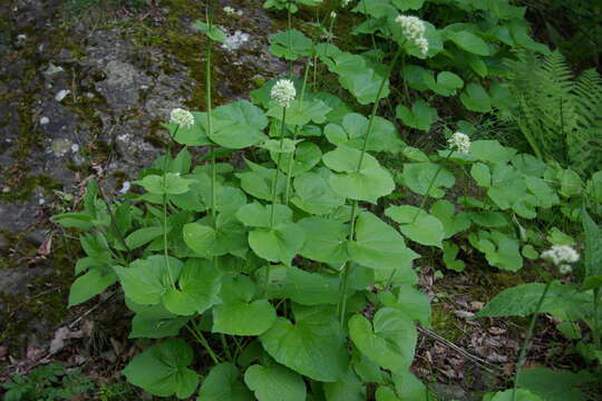 Image of Valeriana alliariifolia Adams