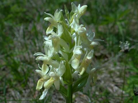 Image of Elder-flowered orchid