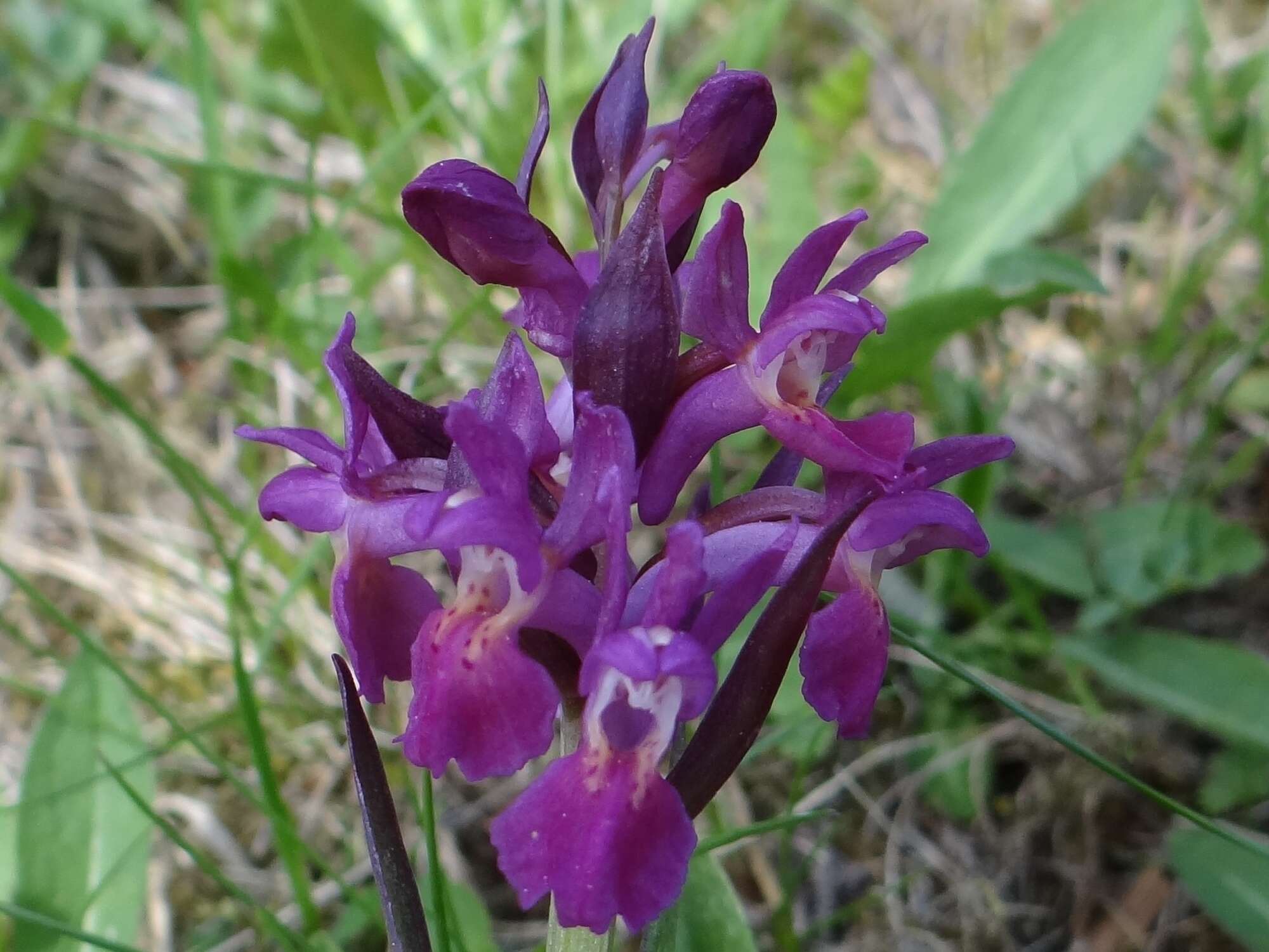 Image of Elder-flowered orchid