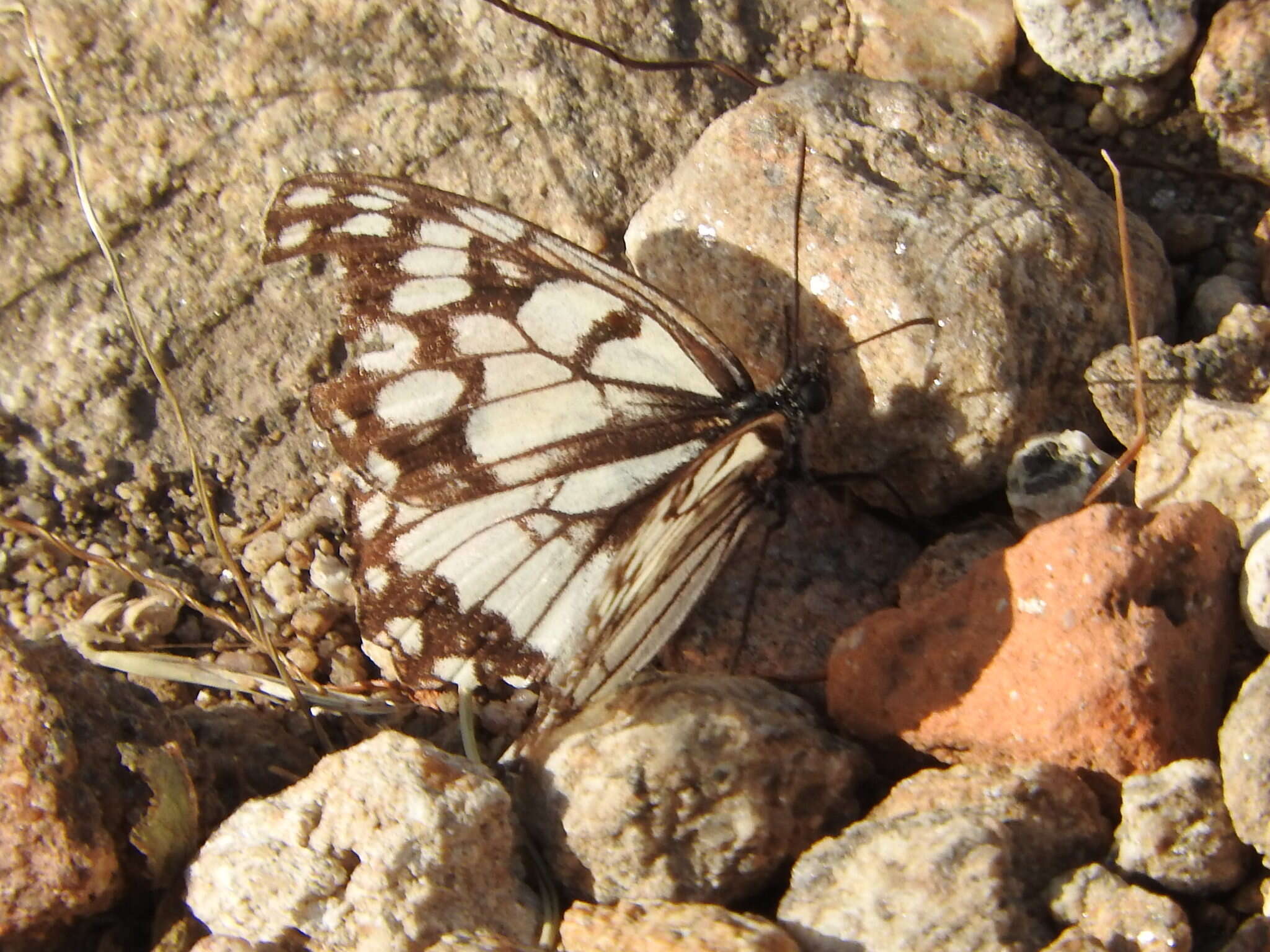 Image of Melanargia ines Hoffmannsegg 1804