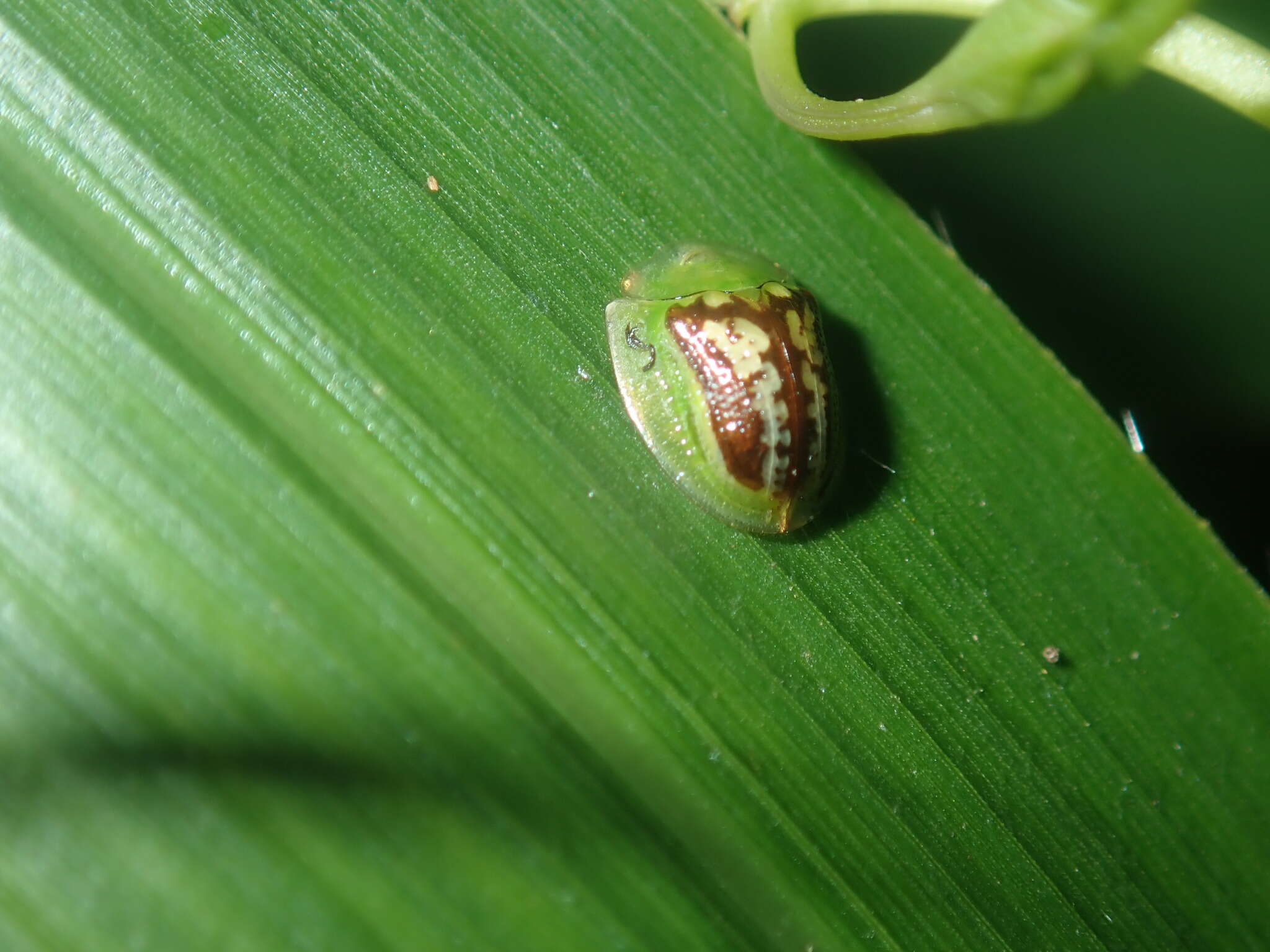 Image of Cassida (Crepidaspis) compuncta (Boheman 1855)