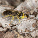 Image of Calliopsis andreniformis Smith 1853