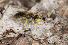 Image of Calliopsis andreniformis Smith 1853