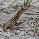 Image of Böhme’s Butterfly Lizard