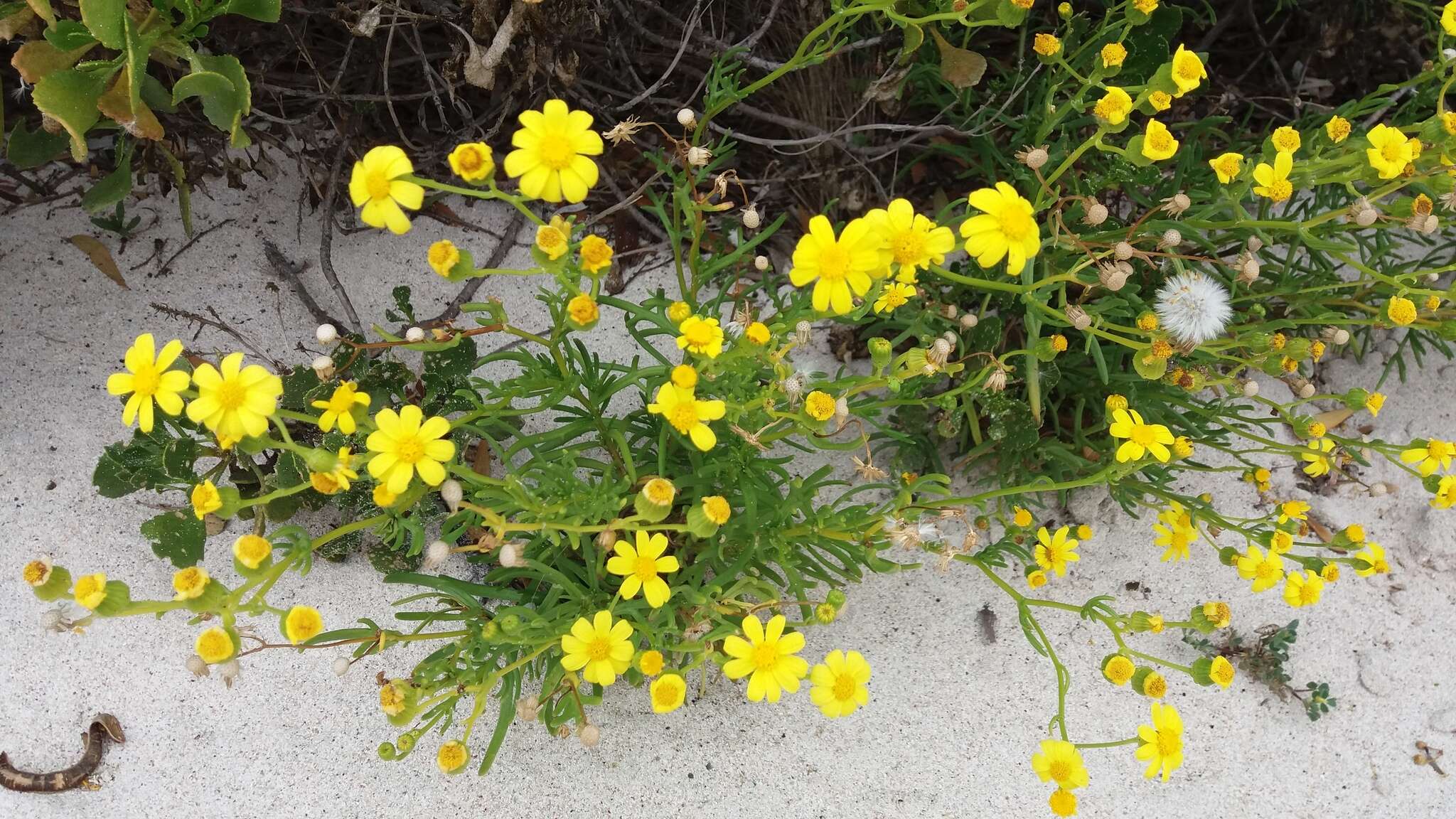 Image of Senecio pinnatifolius var. maritimus (Ali) I. Thomps.