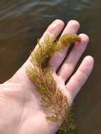 Image of shortspike watermilfoil